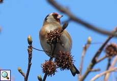 Stieglitz (Carduelis carduelis)