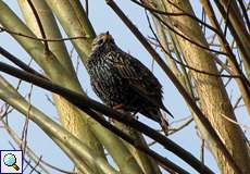 Star (Sturnus vulgaris) in der Flehbachaue