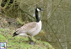 Kanadagans (Branta canadensis) in der Flehbachaue