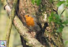 Rotkehlchen (Erithacus rubecula)