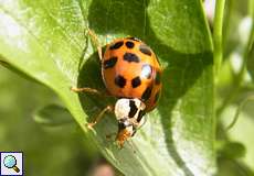 Asiatischer Marienkäfer (Harmonia axyridis) in der Flehbachaue