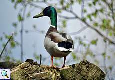 Männliche Stockente (Anas platyrhynchos) in der Flehbachaue