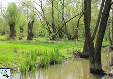 Der Flehbach mit Hochwasser im Frühling