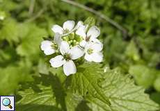 Knoblauchsrauke (Alliaria petiolata) in der Flehbachaue