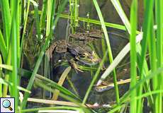 Teichfrosch (Pelophylax esculentus) in der Flehbachaue