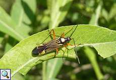 Prachtwanze (Miris striatus) in der Flehbachaue