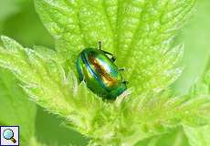 Prächtiger Blattkäfer (Chrysolina fastuosa)