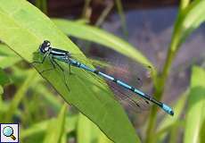 Männliche Hufeisen-Azurjungfer (Coenagrion puella) in der Flehbachaue