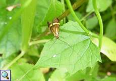 Männlicher Degeers Langfühler (Nemophora degeerella)