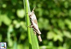 Säbeldornschrecke (Tetrix subulata) in der Flehbachaue