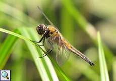 Vierfleck (Libellula quadrimaculata) in der Flehbachaue