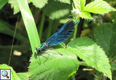 Männliche Blauflügel-Prachtlibelle (Calopteryx virgo) in der Flehbachaue