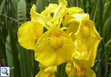 Sumpf-Schwertlilie (Iris pseudacorus) in der Flehbachaue