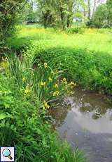 Sumpf-Schwertlilien (Iris pseudacorus) säumen den Flehbach in der Flehbachaue