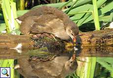 Junges Teichhuhn (Gallinula chloropus) in der Flehbachaue