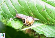 Garten-Bänderschnecke (Cepaea hortensis) in der Flehbachaue