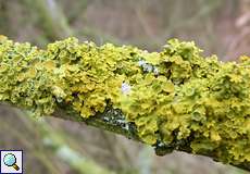 Gewöhnliche Gelbflechte (Xanthoria parietina) im NSG Flittarder Rheinaue