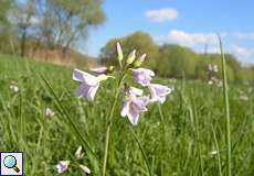 Wiesen-Schaumkraut (Cardamine pratensis) im NSG Flittarder Rheinaue