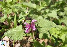 Wald-Ziest (Stachys sylvatica) im NSG Flittarder Rheinaue