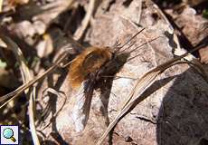 Großer Wollschweber (Bombylius major) im NSG Flittarder Rheinaue