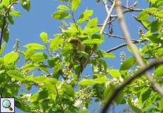 Fitis (Phylloscopus trochilus) im NSG Flittarder Rheinaue