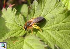 Unbestimmte Bienenart Nr. 1 im NSG Am Ginsterpfad