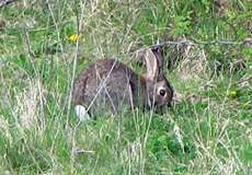 Wildkaninchen (Oryctolagus cuniculus) im NSG Am Ginsterpfad