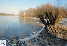 Winterliches Rheinufer an der Groov