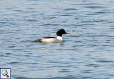 Männlicher Gänsesäger (Mergus merganser) auf dem Rhein an der Groov