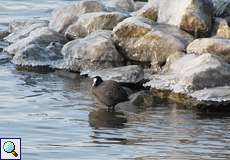 Blässhuhn (Fulica atra) am vereisten Rheinufer an der Groov