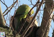 Halsbandsittich (Alexandrinus manillensis oder ) an der Groov