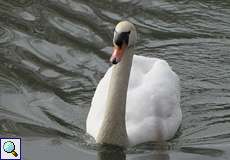 Höckerschwan (Cygnus olor) auf der Groov