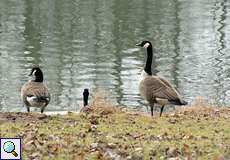 Kanadagänse (Branta canadensis) an der Groov