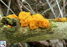 Goldgelber Zitterling (Tremella mesenterica) an der Groov