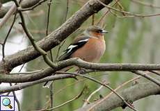 Männlicher Buchfink (Fringilla coelebs) an der Groov