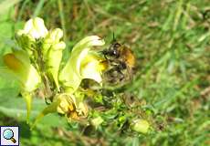 Ackerhummel (Common Carder Bumblebee, Bombus pascuorum)