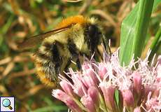 Ackerhummel (Common Carder Bumblebee, Bombus pascuorum)