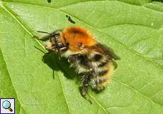 Ackerhummel (Common Carder Bumblebee, Bombus pascuorum)