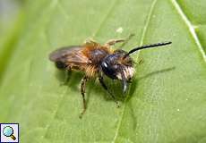 Andrena barbilabris