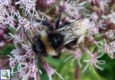 Angebundene Kuckuckshummel (Gypsy Cuckoo Bumblebee,  Bombus bohemicus)