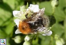 Baumhummel (Tree Bumblebee, Bombus hypnorum)