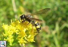 Bienenjagende Knotenwespe (Digger Wasp, Cerceris rybyensis)