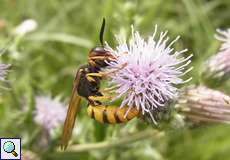 Weiblicher Bienenwolf (European Beewolf, Philanthus triangulum)