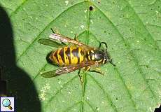 Deutsche Wespe (German Wasp, Vespula germanica), Königin