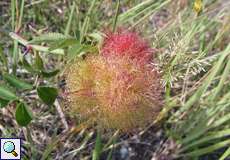 Gemeine Rosengallwespe (Bedeguar Gall Wasp, Diplolepis rosae)