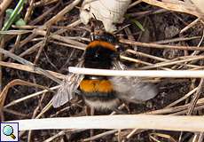 Dunkle Erdhummel (Buff-tailed Bumblebee, Bombus terrestris), Königin