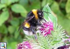 Weibliche Dunkle Erdhummel (Buff-tailed Bumblebee, Bombus terrestris)