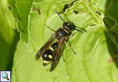 Eumenes sp. (Töpferwespe)