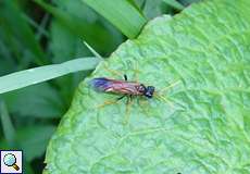 Feld-Blattwespe (Tenthredo campestris)