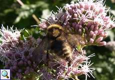 Männliche Feld-Kuckuckshummel (Cuckoo Bumblebee, Bombus campestris)